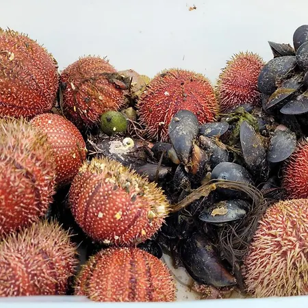 펜션 Solodden, Authentic Rorbu In Lofoten